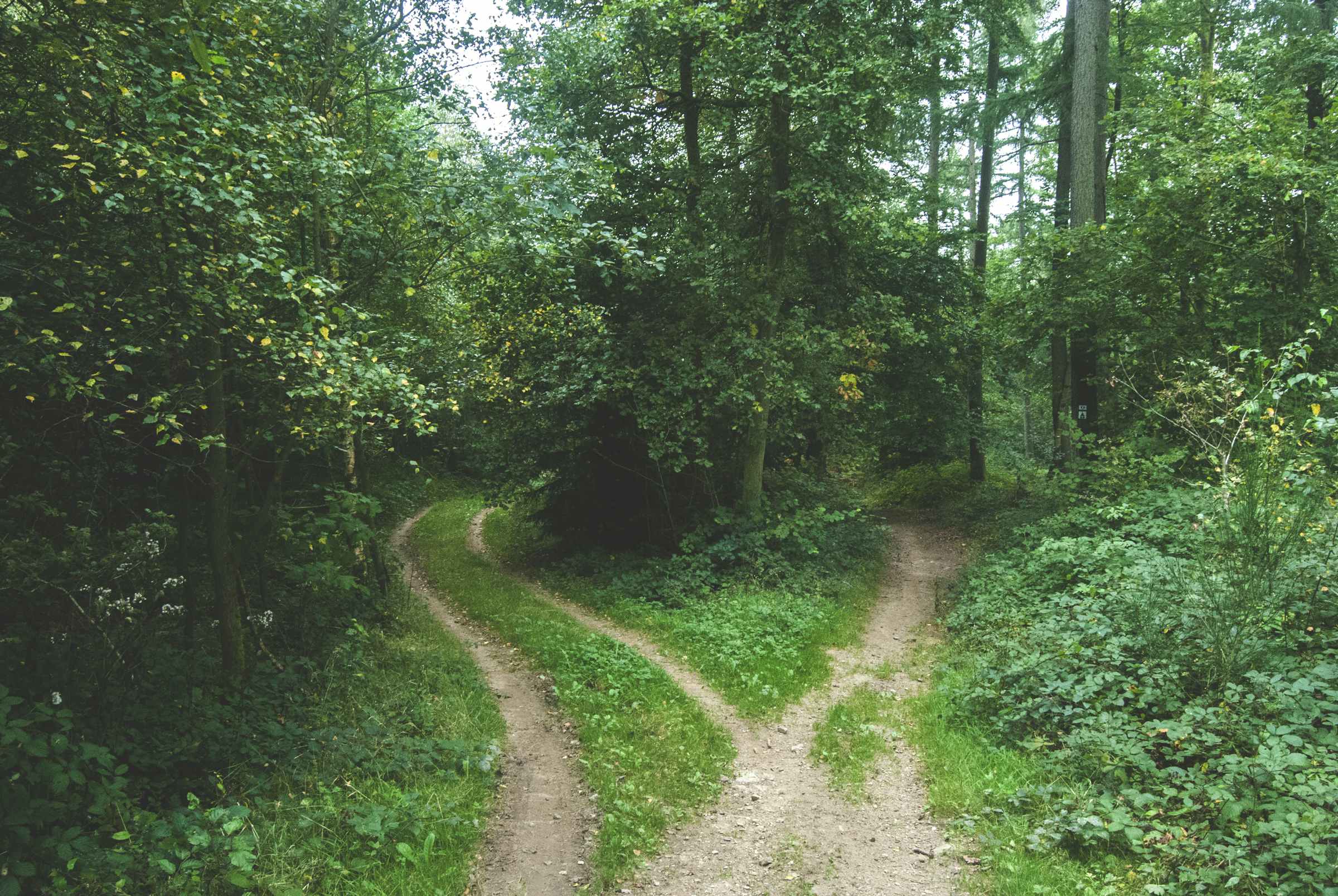 Career paths in the AI era - embrace AI or be replaced by someone who does